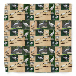 Bin Chicken Photo Collage, Bandana