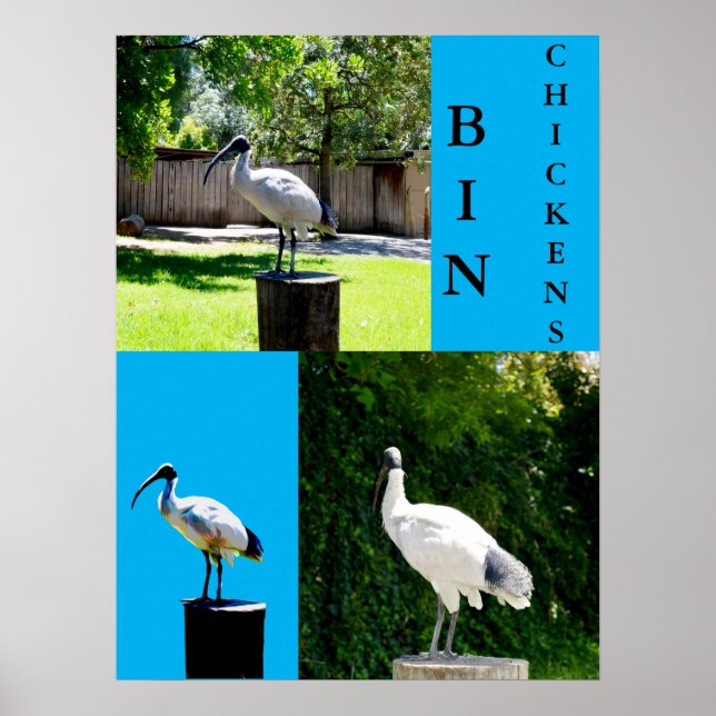 Bin Chickens (Ibis) Poster (Front)