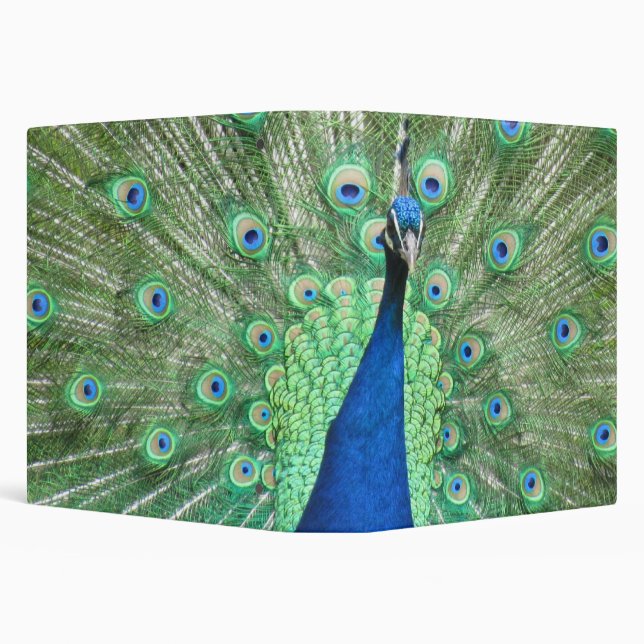 Binder - Peacock Portrait (Background)