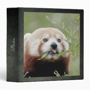 binder Photo red panda , animals 0134.