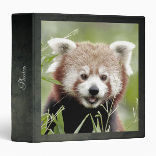 binder Photo red panda , animals 0135.