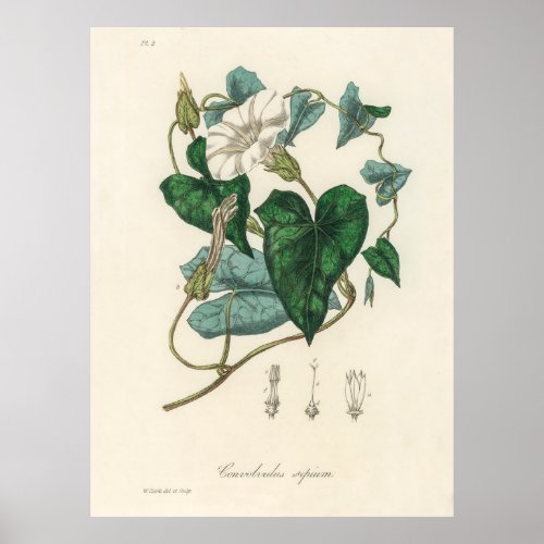 Bindweed Convolvulus sepium  from Medical Botany Poster