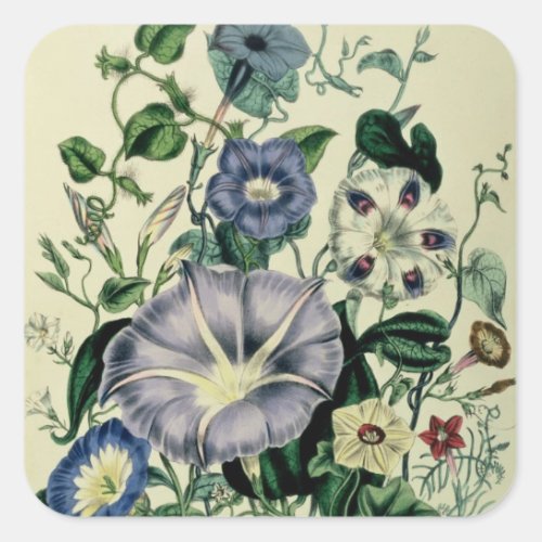 Bindweed plate 26 from The Ladies Square Sticker