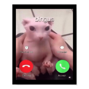 Bingus Is Calling Hairless Sphinx Cat Bingus Cat M Poster