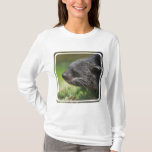 Binturong Bear Hoody