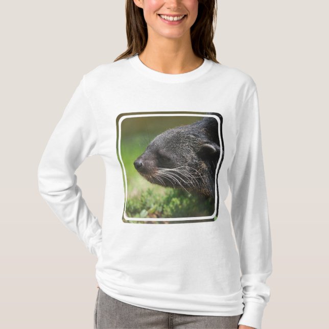 Binturong Bear Hoody (Front)
