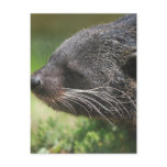 Binturong Bear Postcard