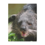 Binturong Postcard
