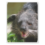 Binturong Temporary Tattoos