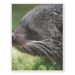 Binturong Temporary Tattoos