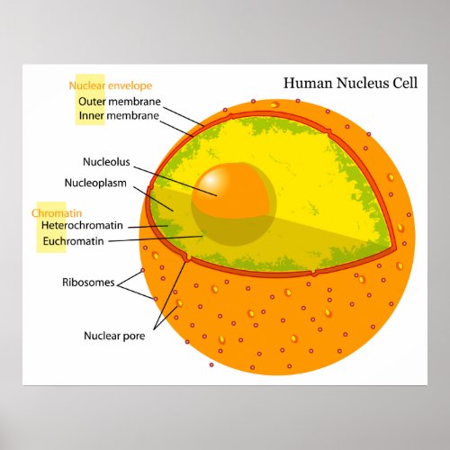 Biological Diagram of a Human Cell Nucleus Poster
