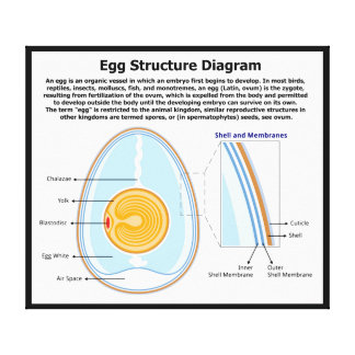 Egg Diagram Gifts on Zazzle