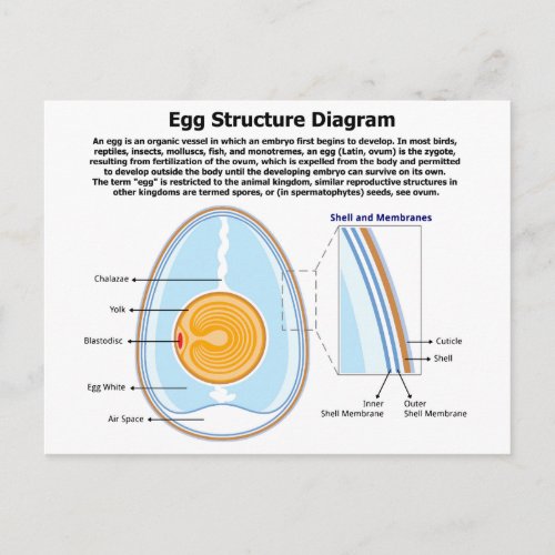 Biological Diagram of the Anatomy of an Egg Postcard