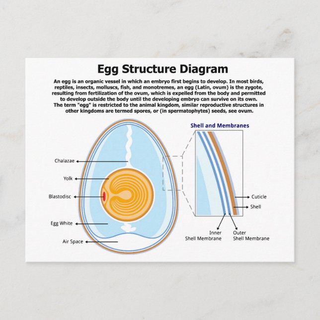 Biological Diagram of the Anatomy of an Egg Postcard (Front)