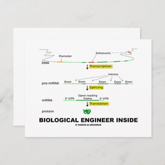 Biological Engineer Inside (Front/Back)