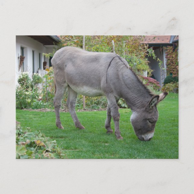 Biological Lawn-Mower On Four Hooves Postcard (Front)