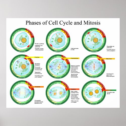 Biological Phases of Cell Cycle and Mitosis Chart