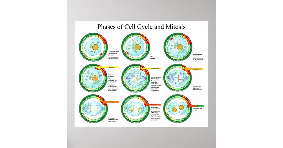 Mitosis phases with labels