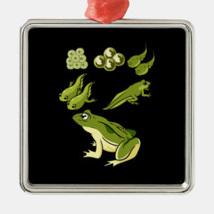 Biology - Frog Lifecycle Metal Ornament