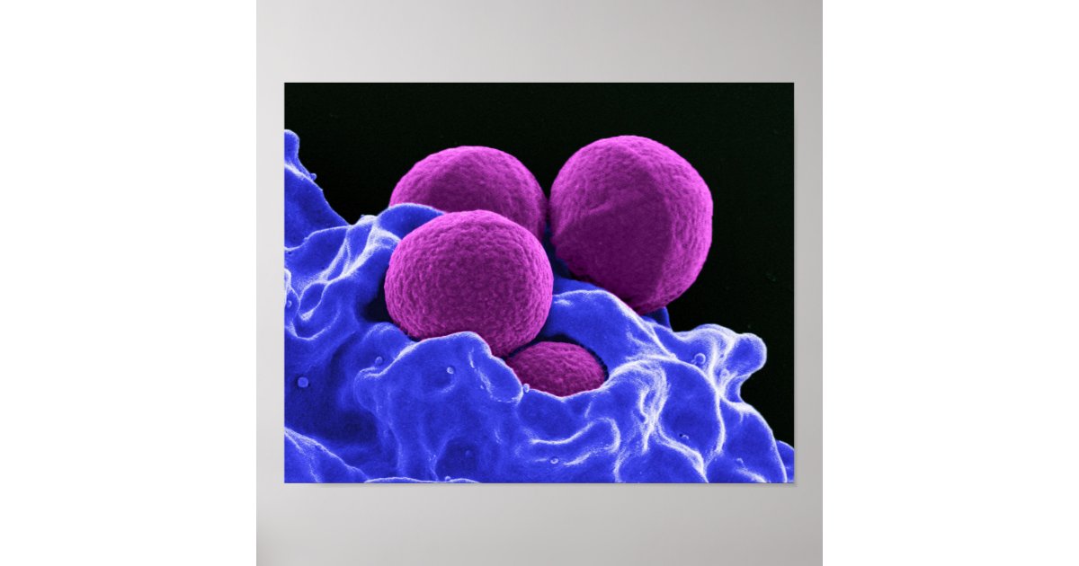 biology microbiology abstract art bacteria poster | Zazzle.com
