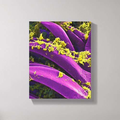 biology microbiology abstract for poster or canvas