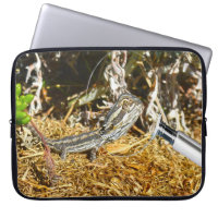 Biology Of A Baby Bearded Dragon Lizard,