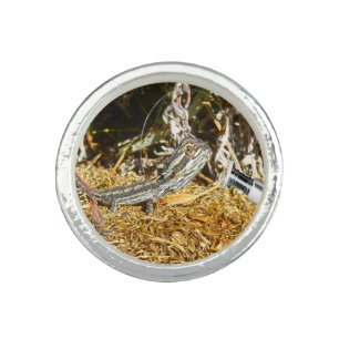 Biology Of Australian Baby Bearded Dragon Lizard, Ring
