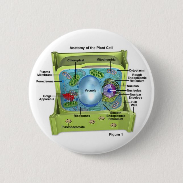 Biology Pinback Button (Front)