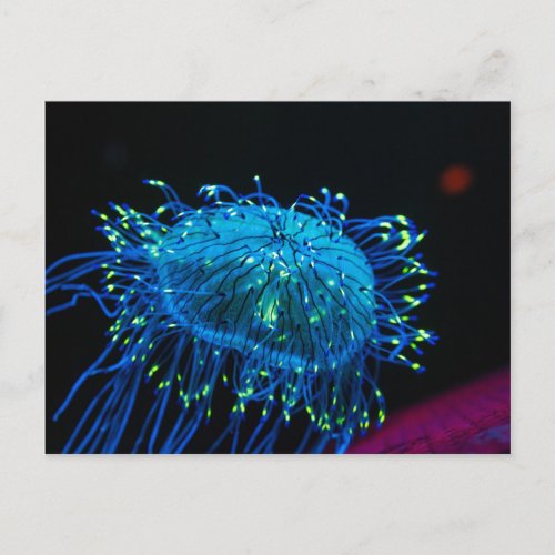 bioluminescent Jellyfish Postcard