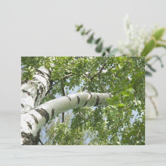 BIRCH (Standing Front)