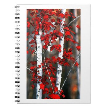 Birch#2-notebook Notebook by rgkphoto at Zazzle