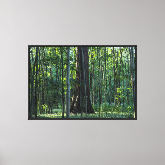 Birch and Beech Trees with Redwood Tree Canvas Print