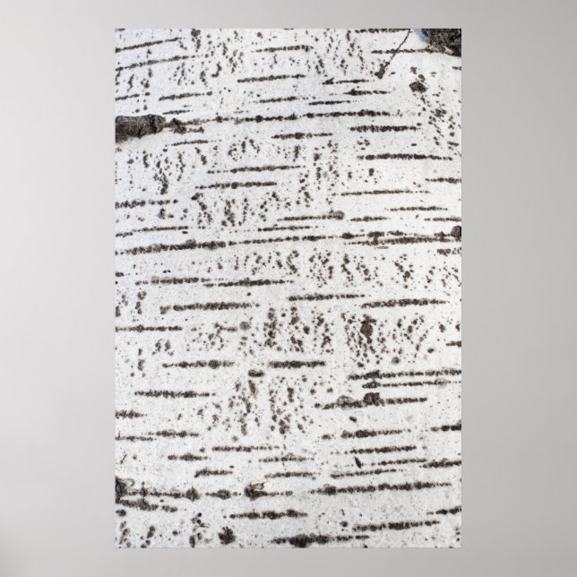 Birch bark pattern poster (Front)