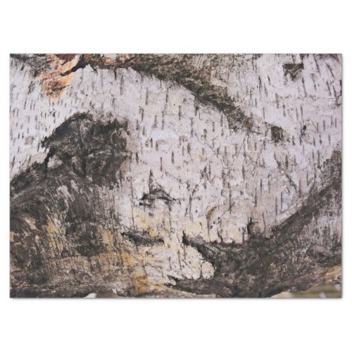 Birch Bark _ wood texture nature photo Tissue Paper