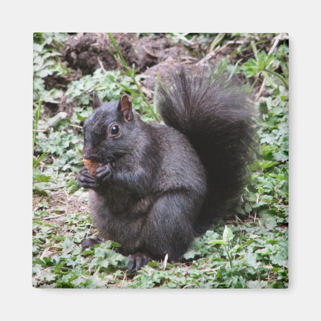 BIRCH BAY SQUIRREL MAGNET (Front)