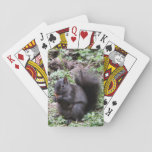 Birch Bay Squirrel Playing Cards at Zazzle