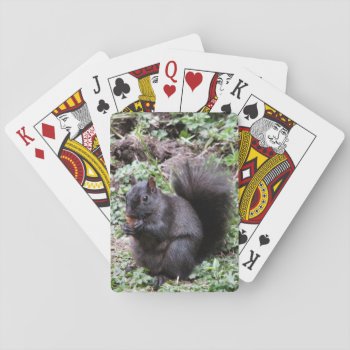 Birch Bay Squirrel Playing Cards by northwest_photograph at Zazzle