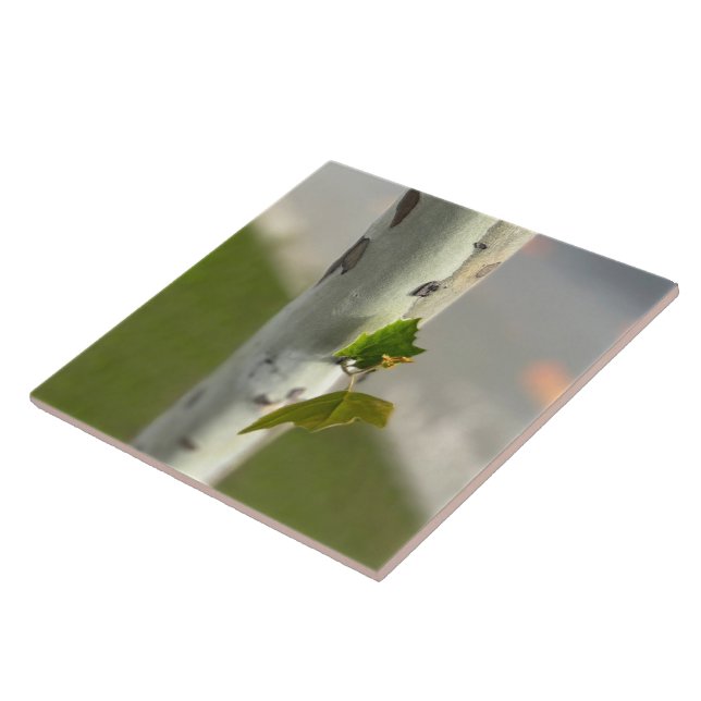 Birch by roadside ceramic tile (Side)