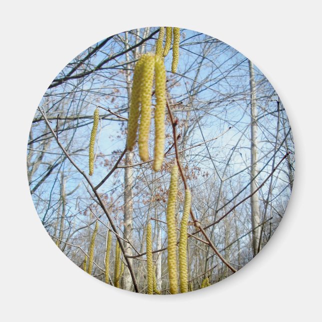 Birch Catkins Magnet (Front)