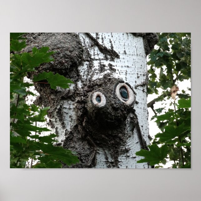 Birch Face Tree Photography Value Poster Paper (Front)