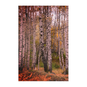 Birch Forrest Autumn Photo Acrylic Wall Art