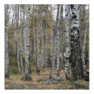 Birch Forrest Autumn Photo Acrylic Wall Art