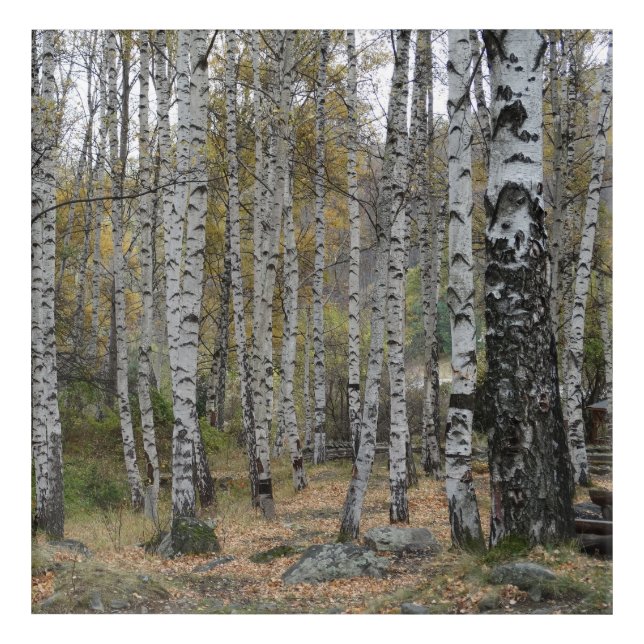 Birch Forrest Autumn Photo Acrylic Wall Art (Front)