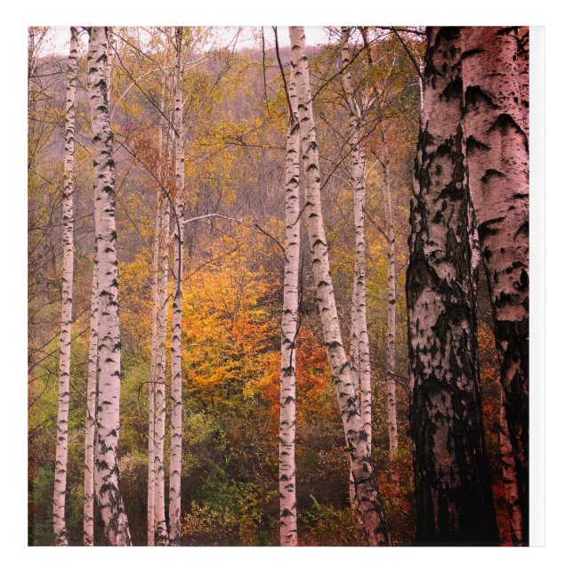 Birch Forrest Autumn Photo Acrylic Wall Art (Front)