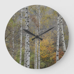 Birch Forrest Autumn Photo Round Wall Clock