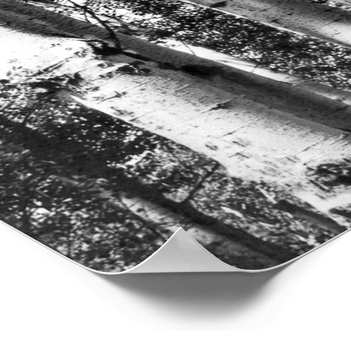 Birch Grove Poster Zazzle
