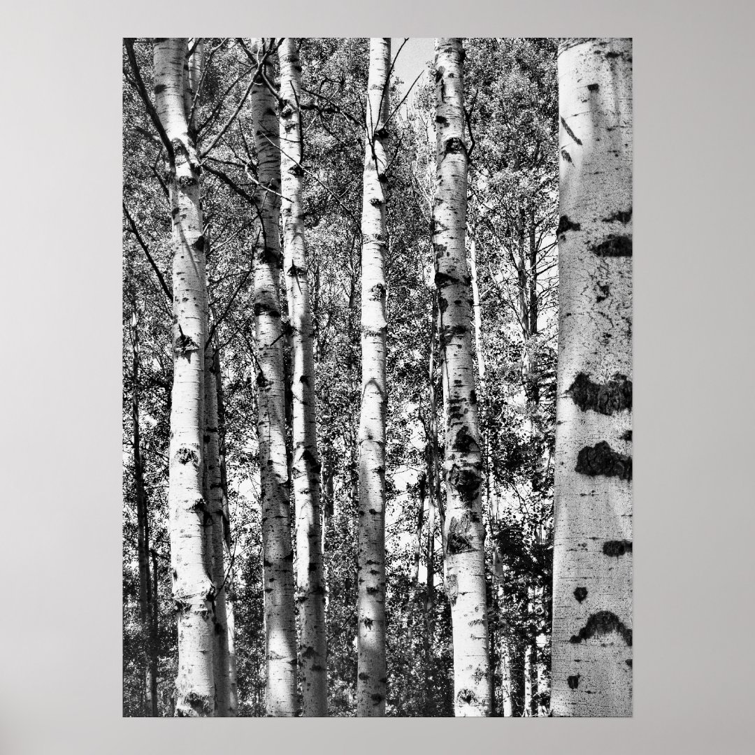 Birch Grove Poster Zazzle