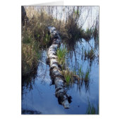 Birch in Water (Front)