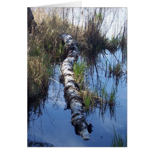 Birch in Water (Front)