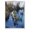 Birch in Water